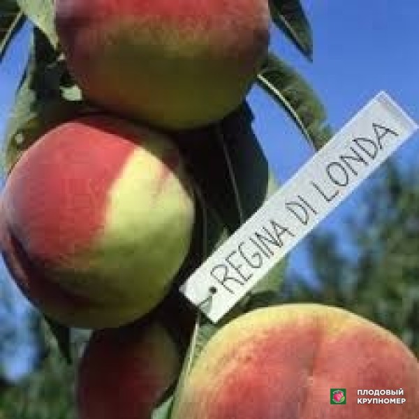 Саженцы Персик "регіна ділонда"