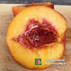 Персик "ром стар"