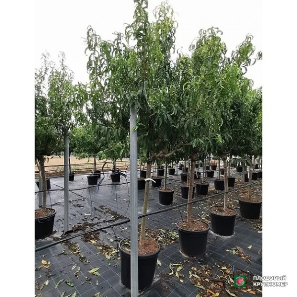 Саженцы Персик "роял глорі зайфер"