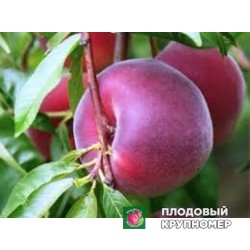 Персик "роял глорі"