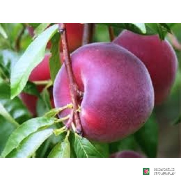 Саженцы Персик "роял глорі"