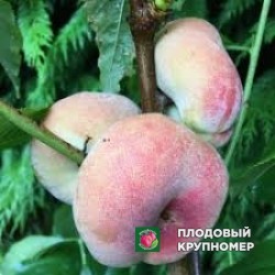 Персик "рубіріч"