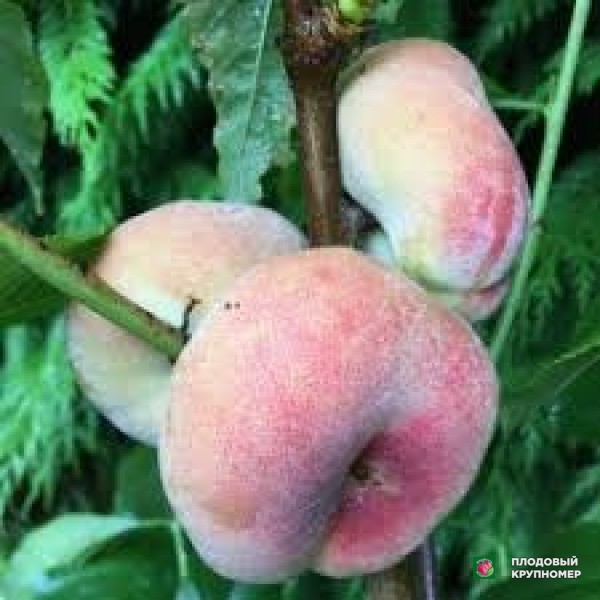 Саженцы Персик "рубіріч"