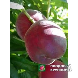 Персик "сагіттарія"