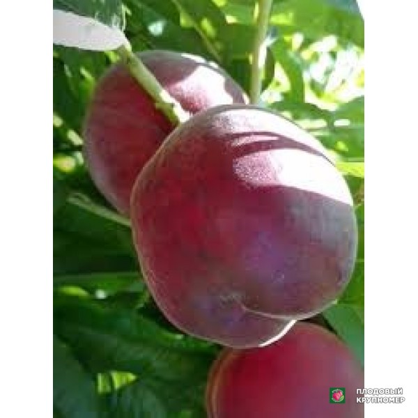 Саженцы Персик "сагіттарія"