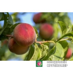 Персик "санкрест"