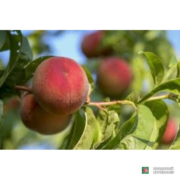 Саженцы Персик "санкрест"