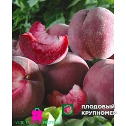 Персик "сангуєнелла"