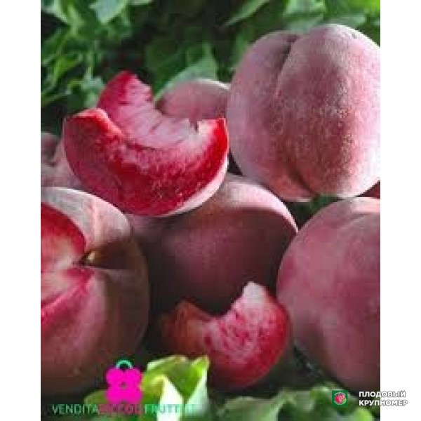 Саженцы Персик "сангуєнелла"