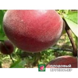 Персик "соледора"