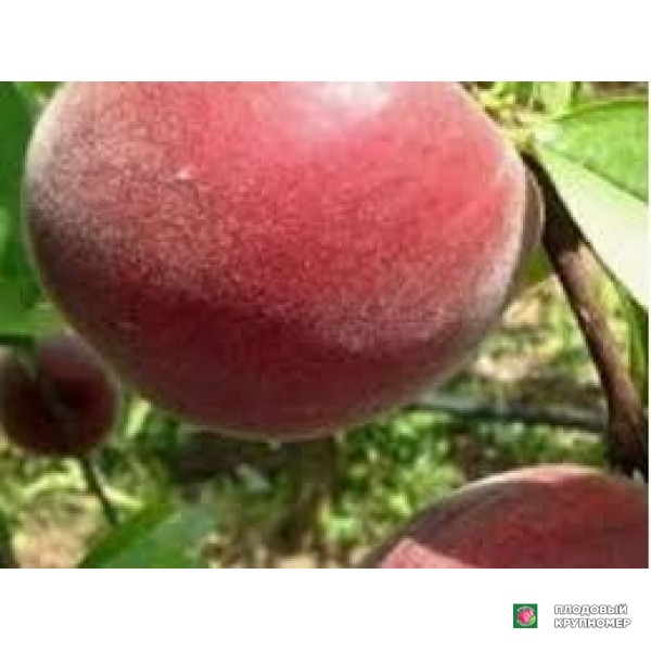 Саженцы Персик "соледора"