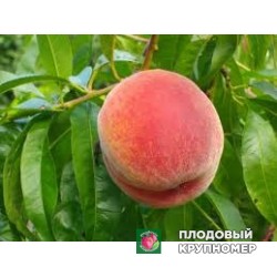 Персик "спрінгкрест"