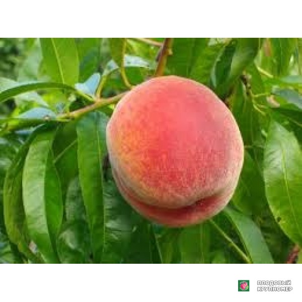 Саженцы Персик "спрінгкрест"