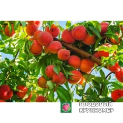 Персик "спрінгтайм"