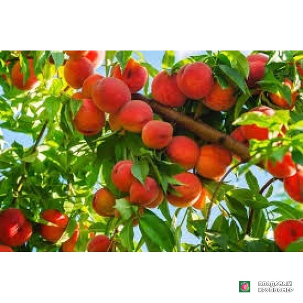 Саженцы Персик "спрінгтайм"