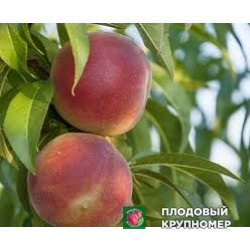 Персик "сугатайм"