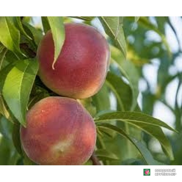 Саженцы Персик "сугатайм"