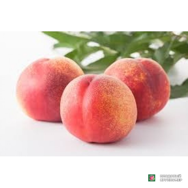 Саженцы Персик "умай моно аморі"