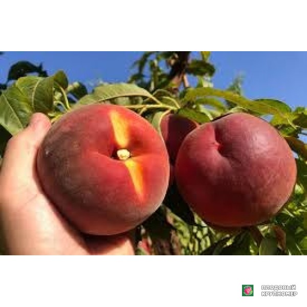 Саженцы Персик "вапієттес"