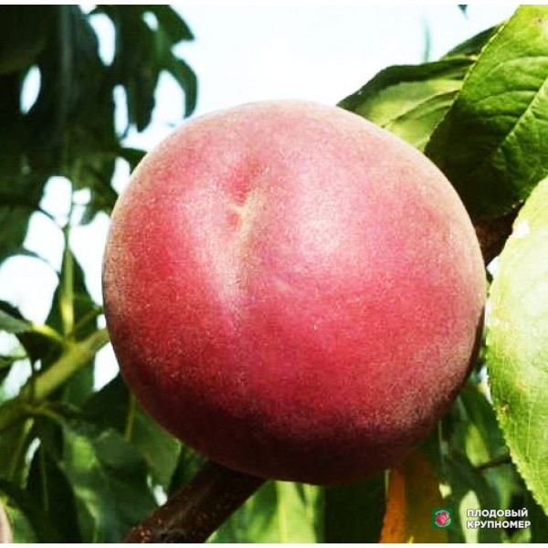 Саженцы Персик "Фиделия"