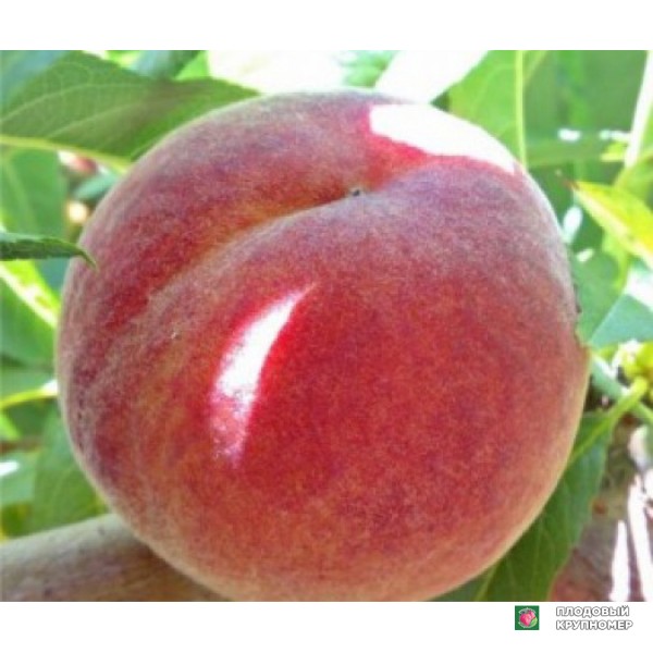 Саженцы Персик "Хармани"