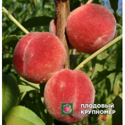 Персик "Київський Ранній"