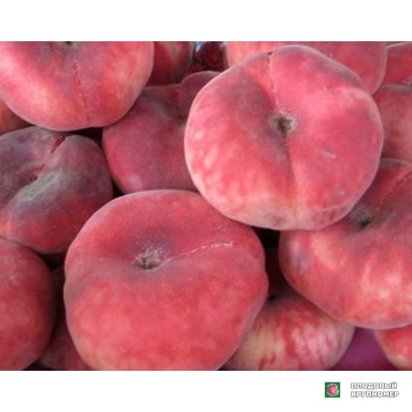 Саженцы Персик " Нікітський"