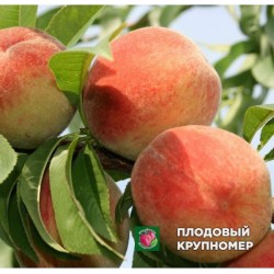 Персик "Подарунок Києву"