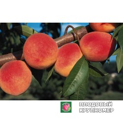 Персик "Пролісок"