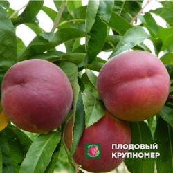 Персик " Роял Глорі"