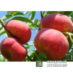 Персик " Сатурн"