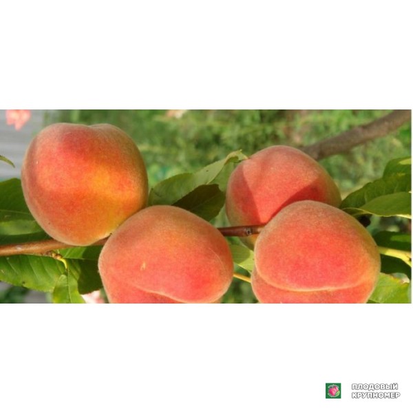 Саженцы Персик " Золотий Ювілей"