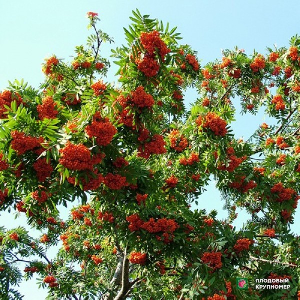 Саженцы Горобина " Лікерна"