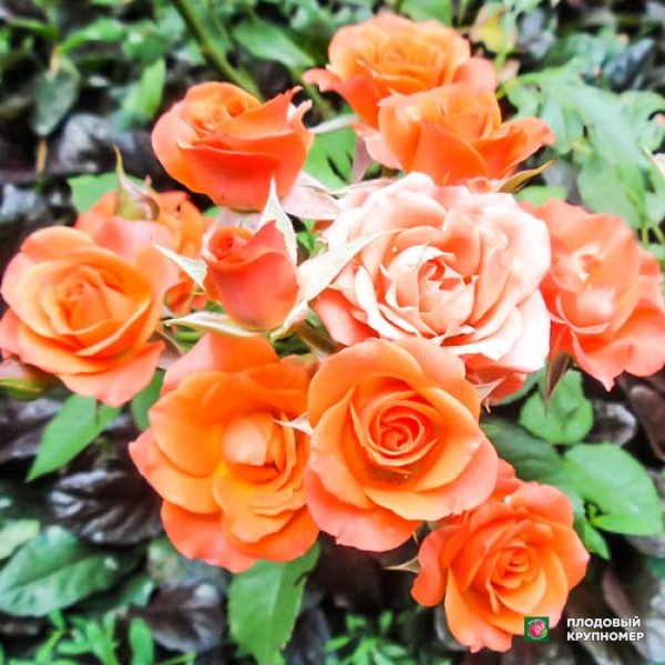 Саженцы Троянда "Алегрія"