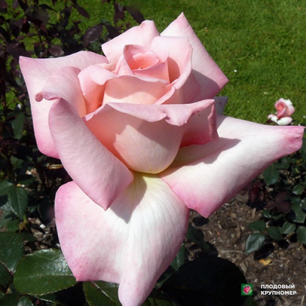 Саженцы Роза "Арженталь"