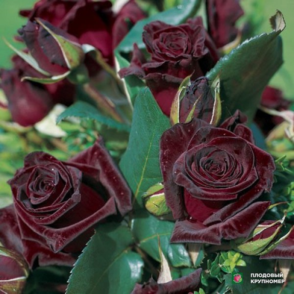 Саженцы Роза "Блек Баккара"