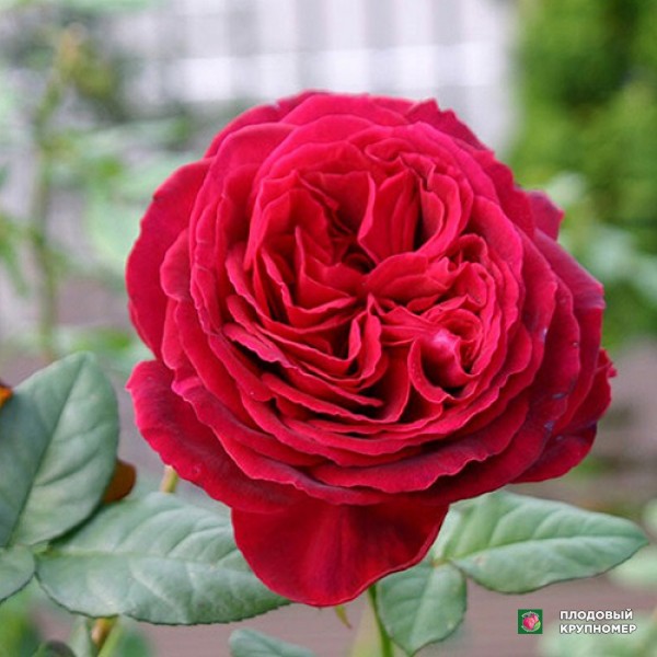 Саженцы Троянда "Госпел"