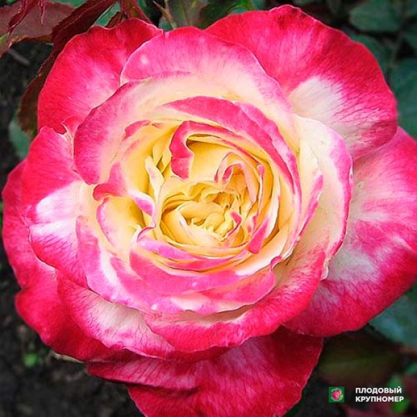 Саженцы Трояда "Дабл Делайт"