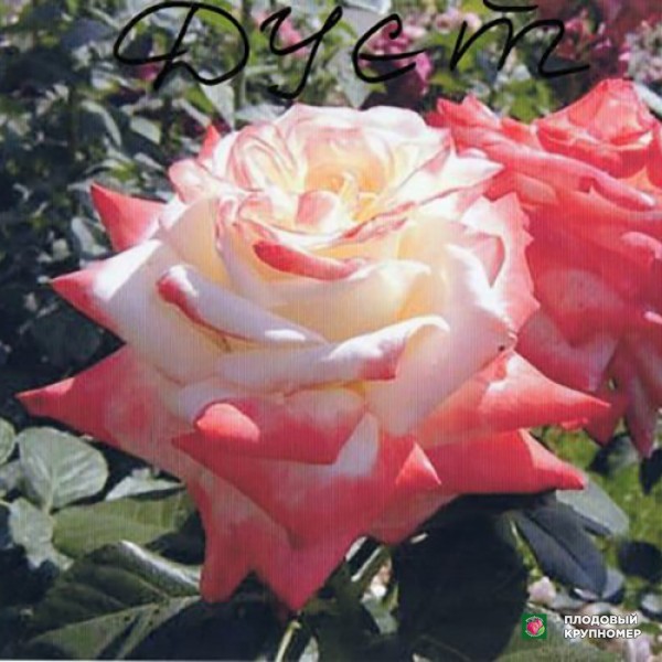 Саженцы Троянда "Дует"