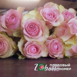 Троянда "Забелло"