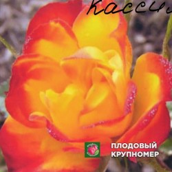 Троянда "Касіма"