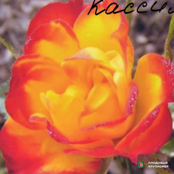 Саженцы Троянда "Касіма"