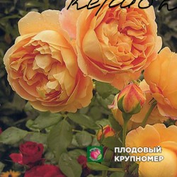 Троянда "Керіо 2"