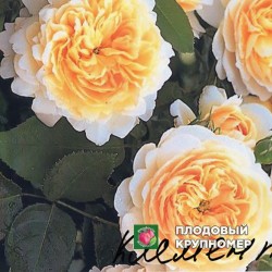 Троянда "Климентайн"