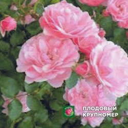 Троянда "Лабель"