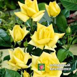 Троянда "Ландора"