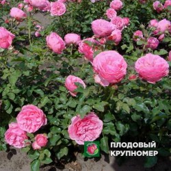 Троянда "Леонардо да Вінчі"