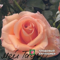 Троянда "МэйнТауер"