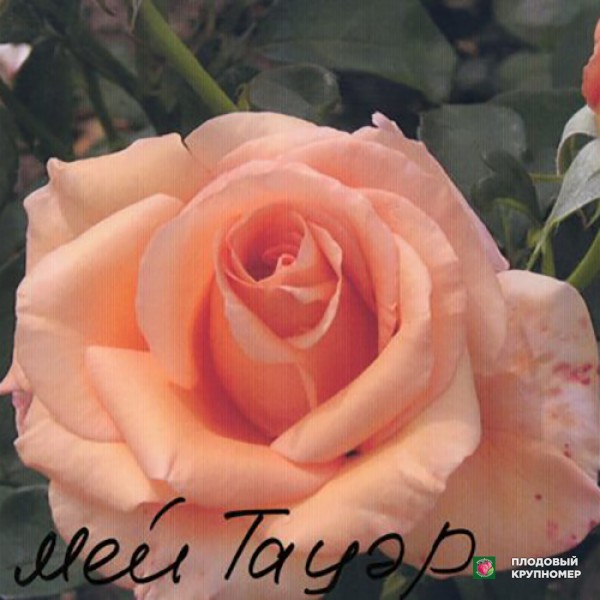 Саженцы Троянда "МэйнТауер"