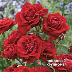 Троянда "Ніна Вейбул"